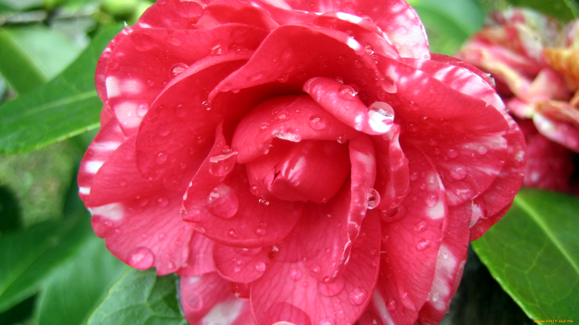 цветы, камелии, камелия, капли, розовая