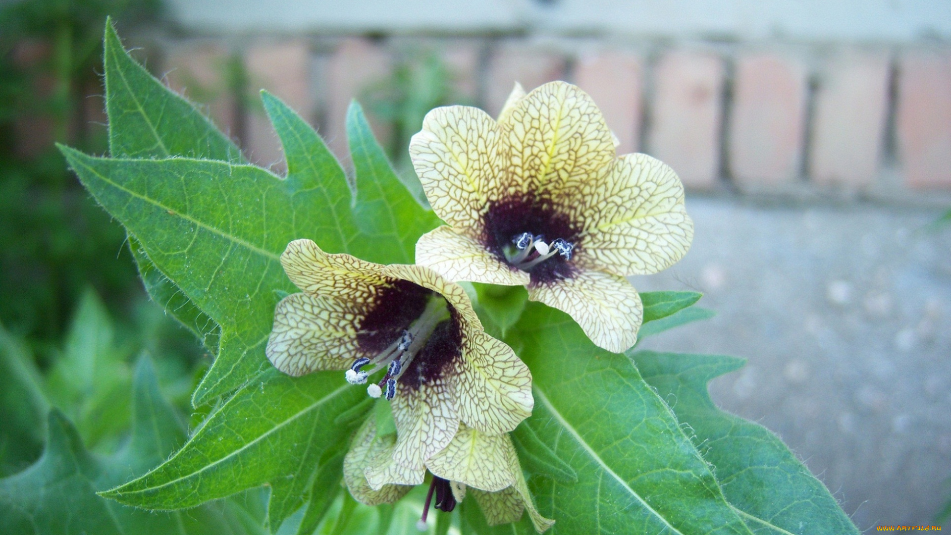 цветы, кирпич, полевые, стена