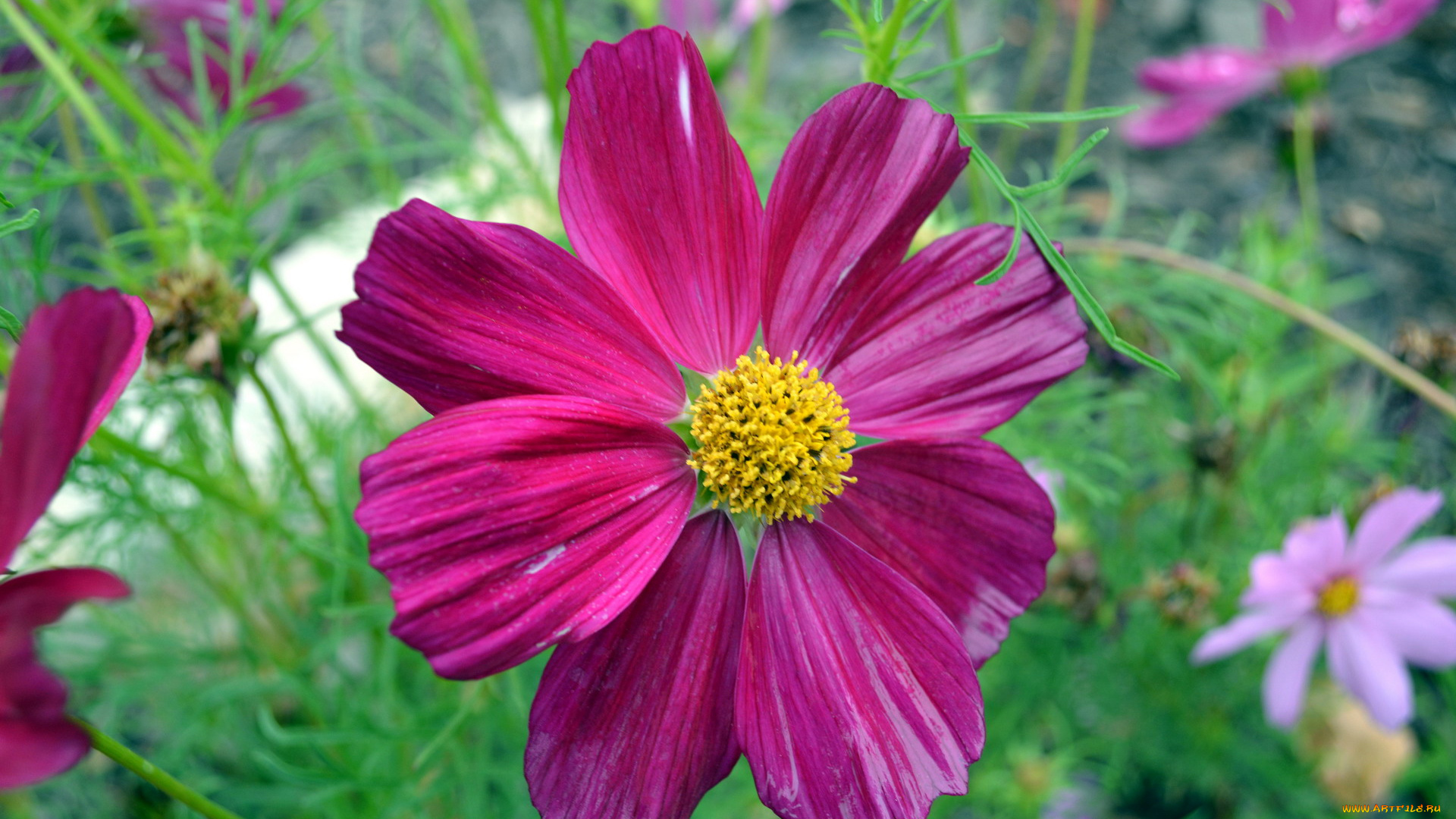 цветы, космея, макро