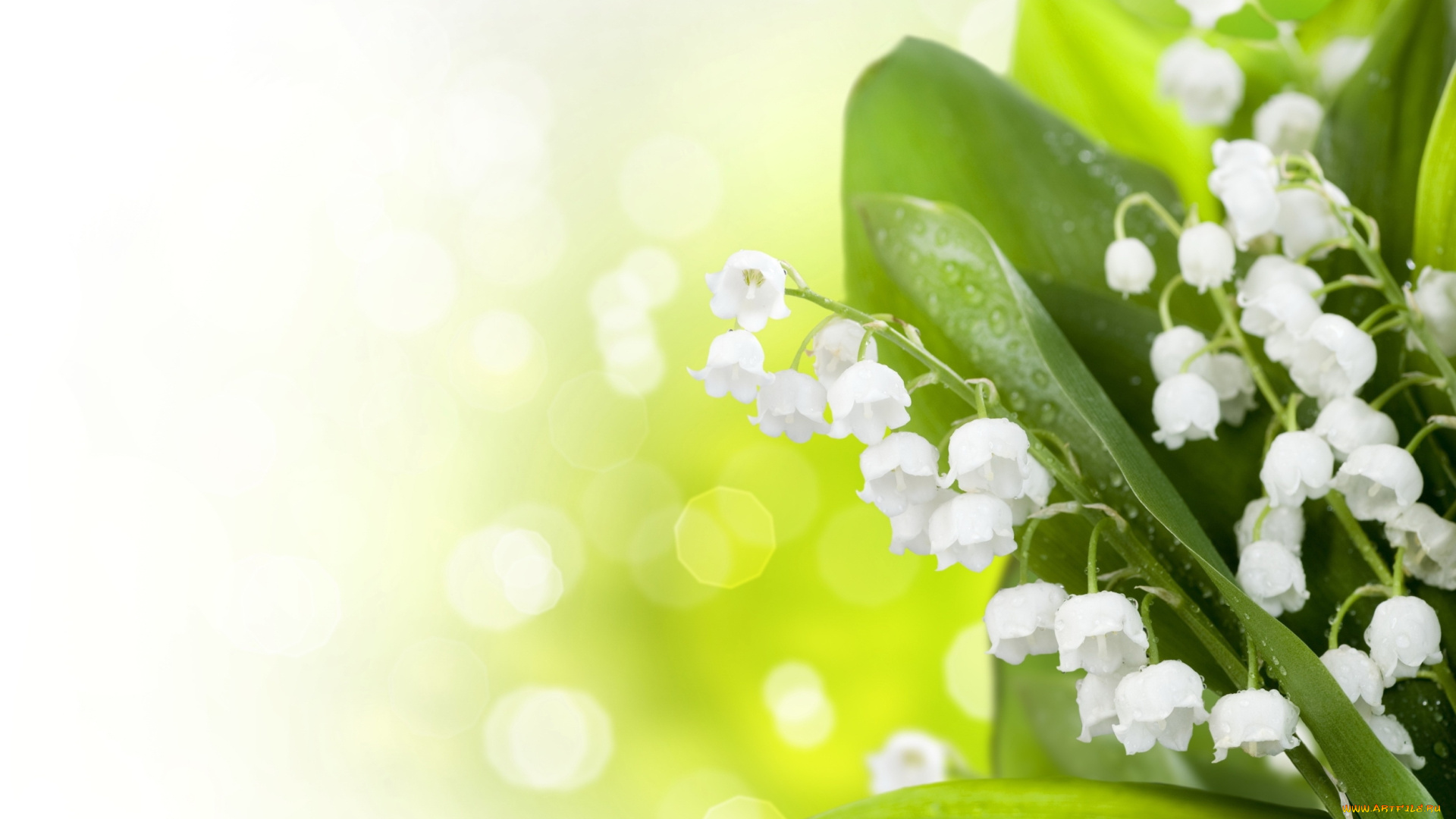 цветы, ландыши, блики, весна