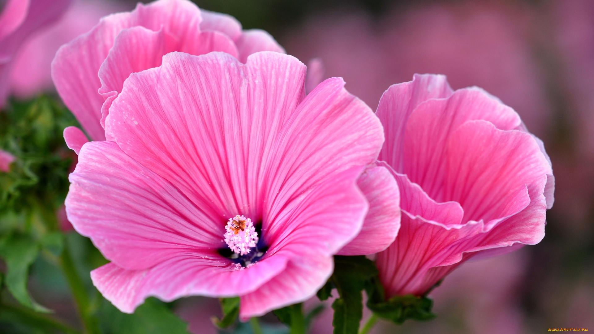 цветы, лаватера, розовая, мальва