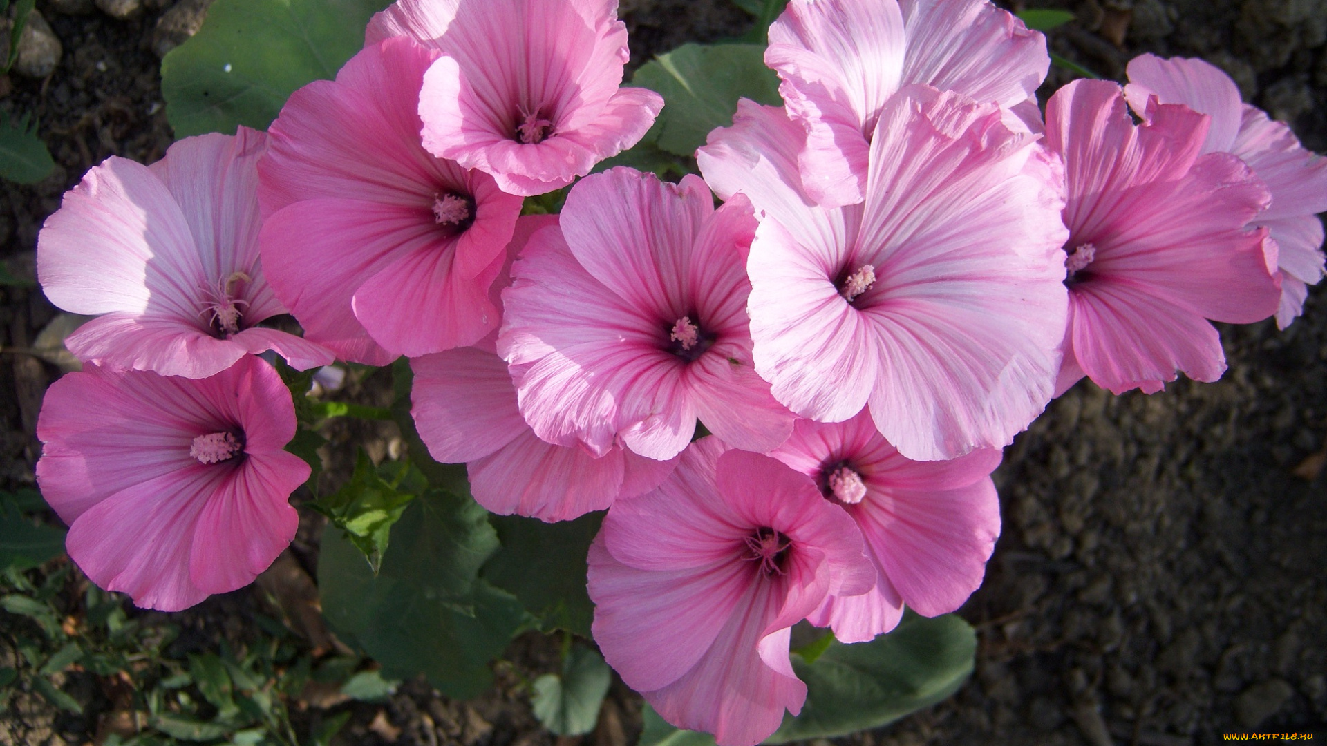 цветы, лаватера, розовые, лепестки, мальва, грамофончики, куст