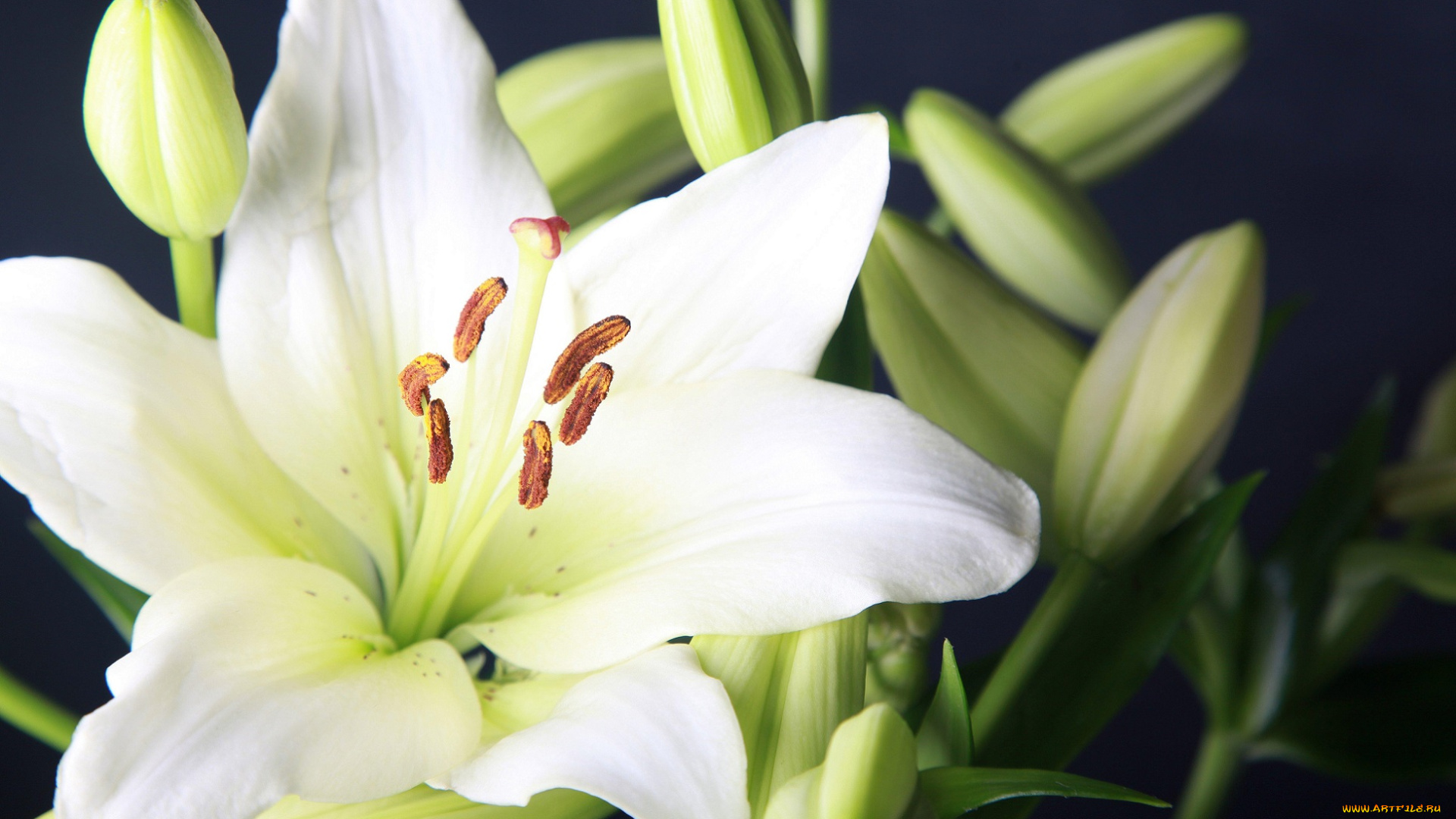 цветы, лилии, , лилейники, белые, кремовые, желтоватые, лепестки