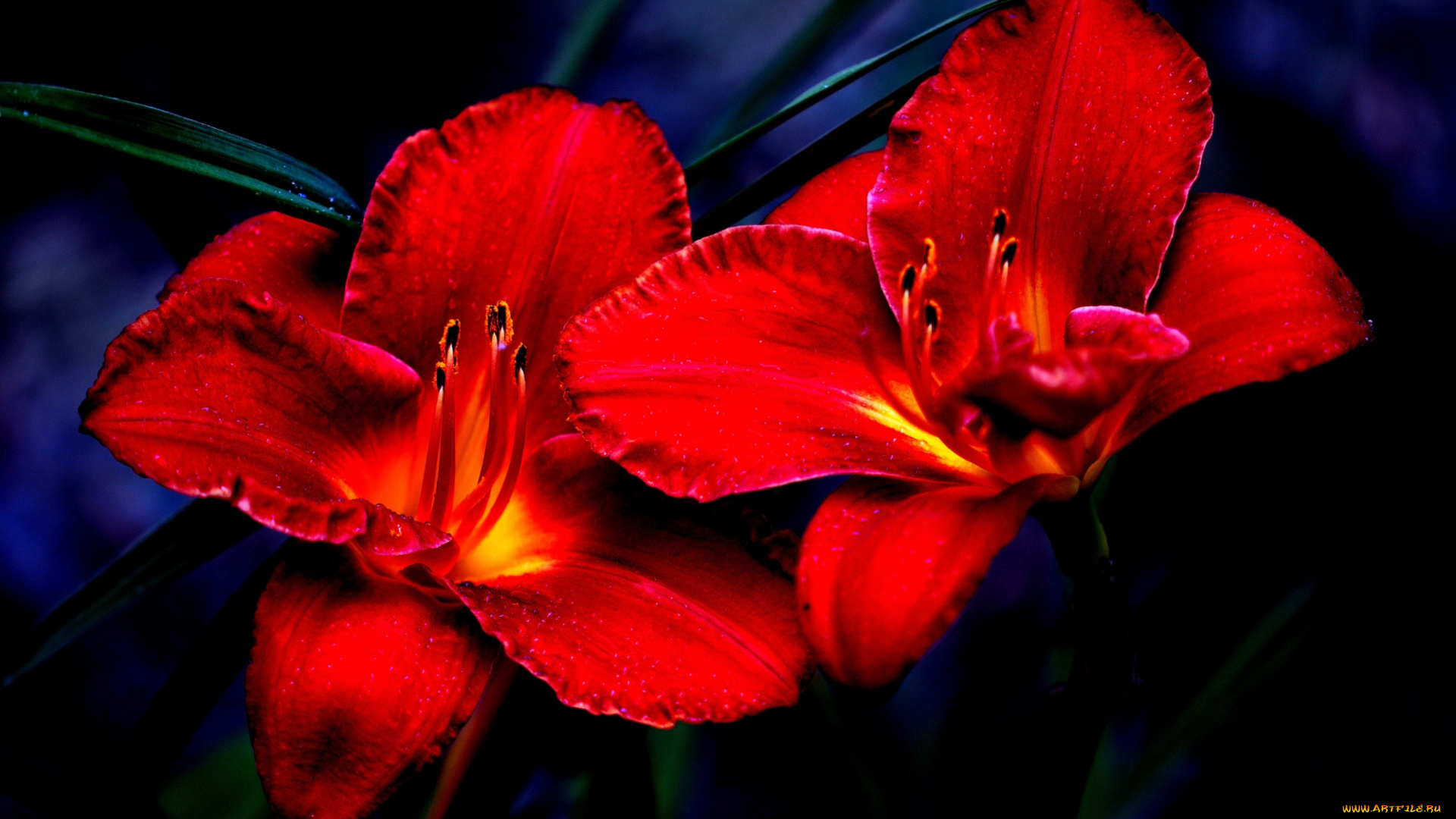 цветы, лилии, , лилейники, красная, лилия