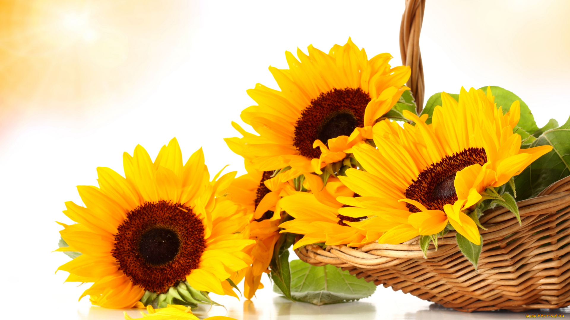 цветы, подсолнухи, корзинка, листья