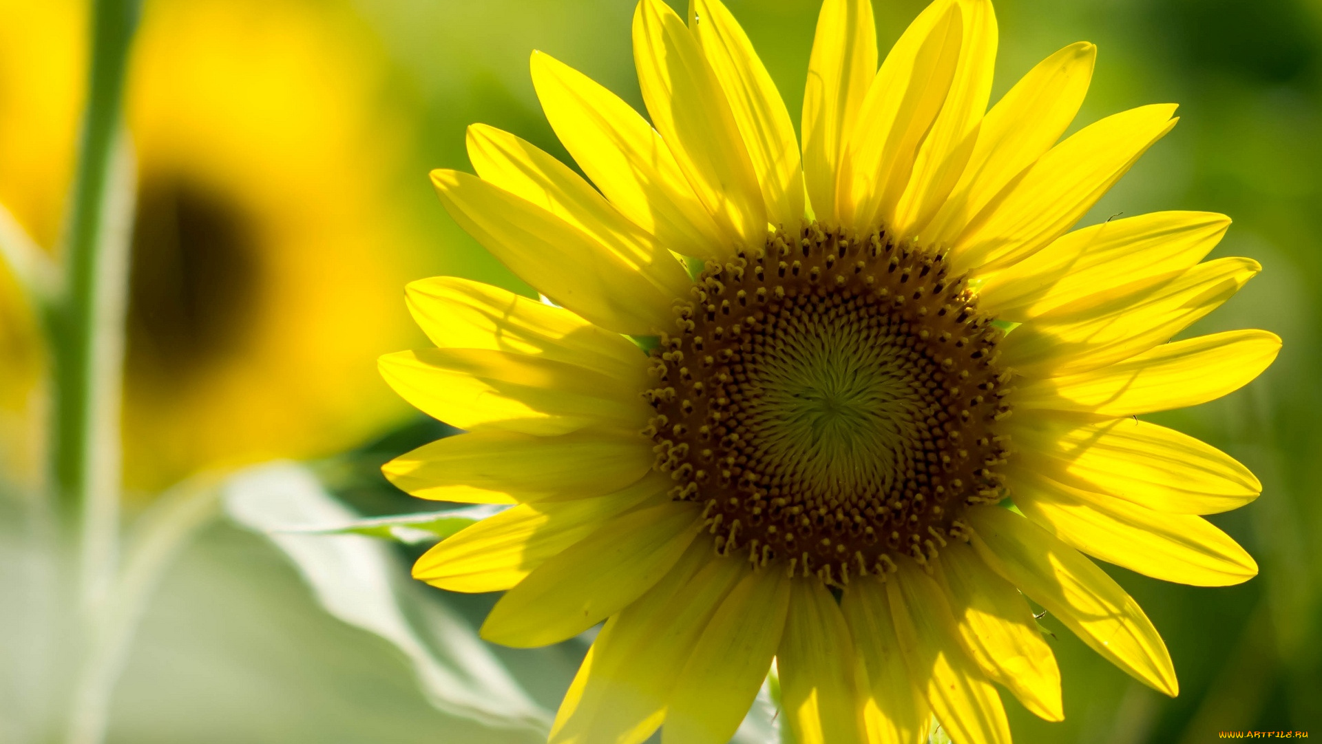 цветы, подсолнухи, лепестки