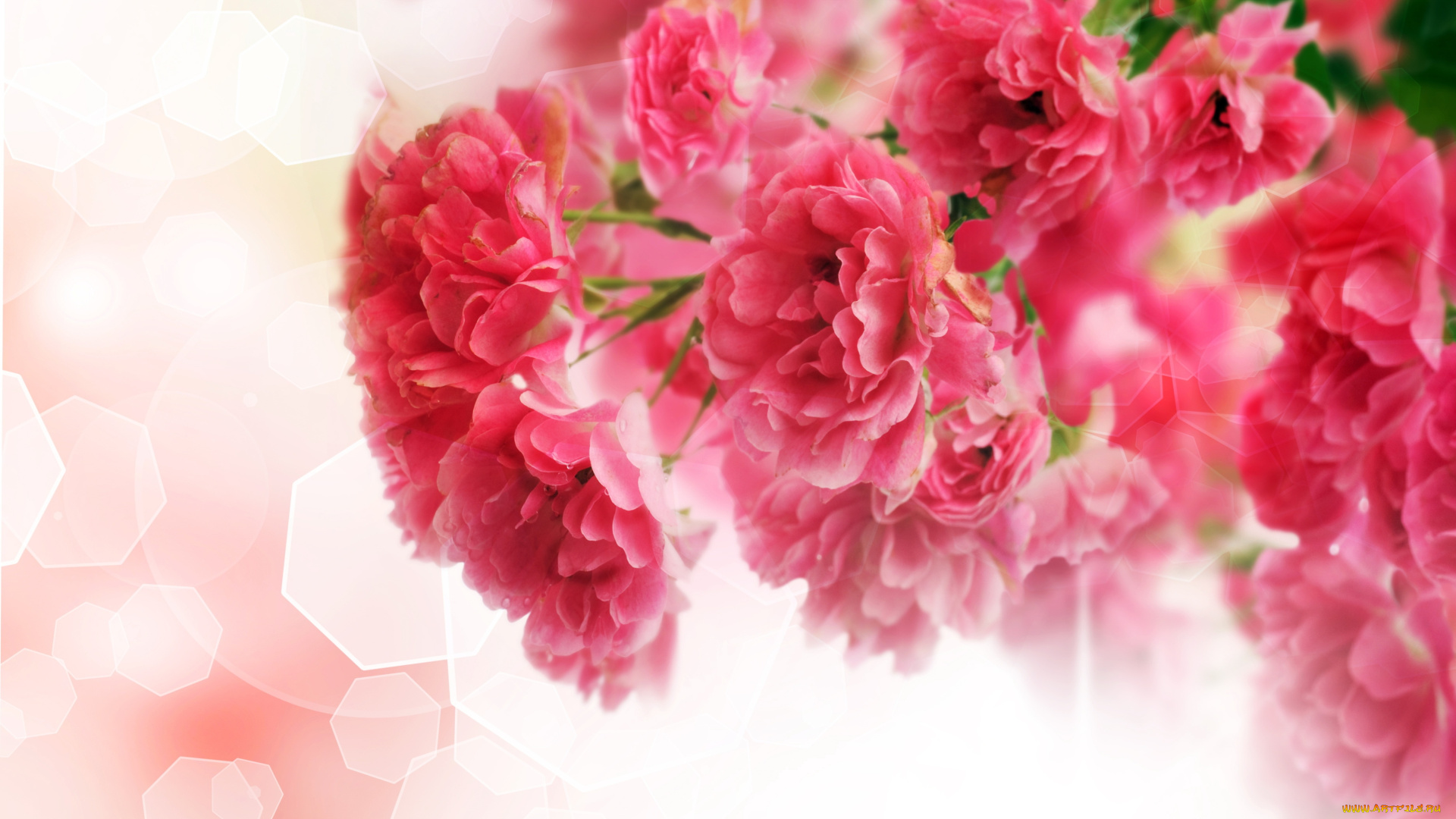 цветы, розы, блики, листья, ветка, розовые