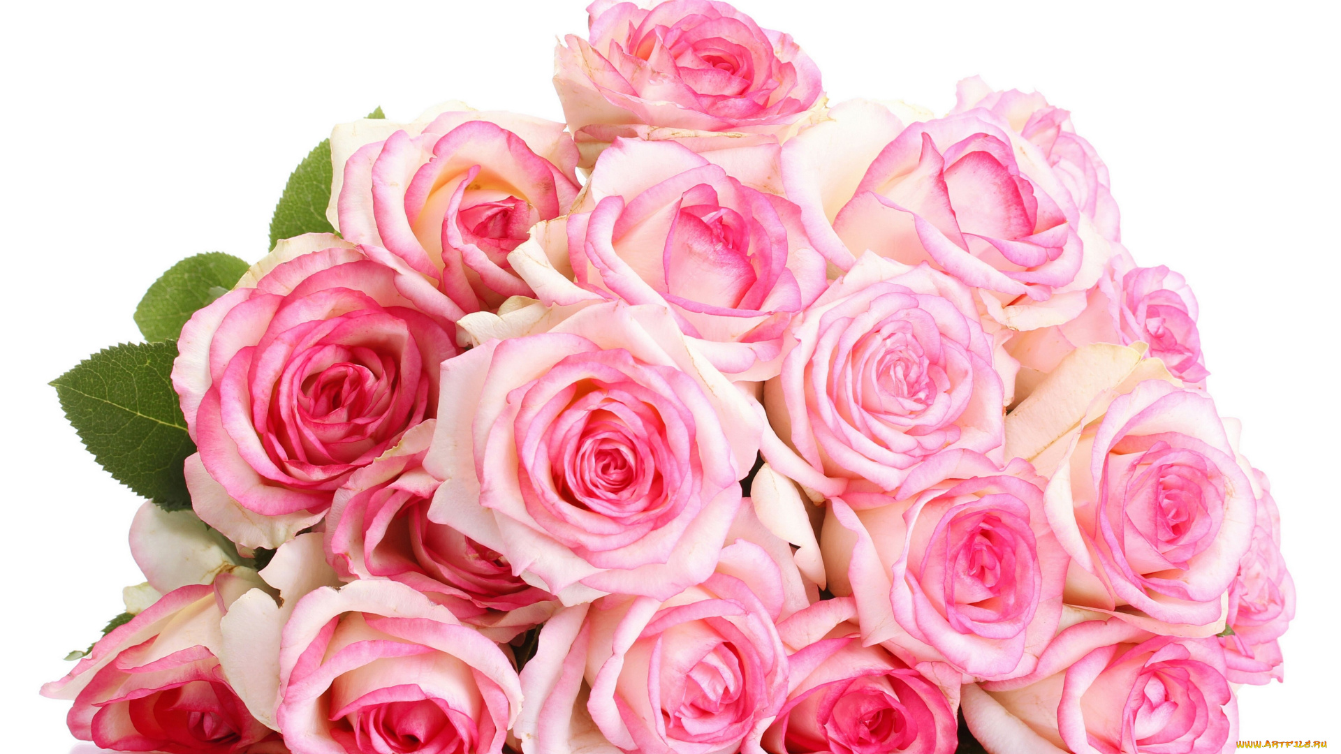 цветы, розы, бутоны