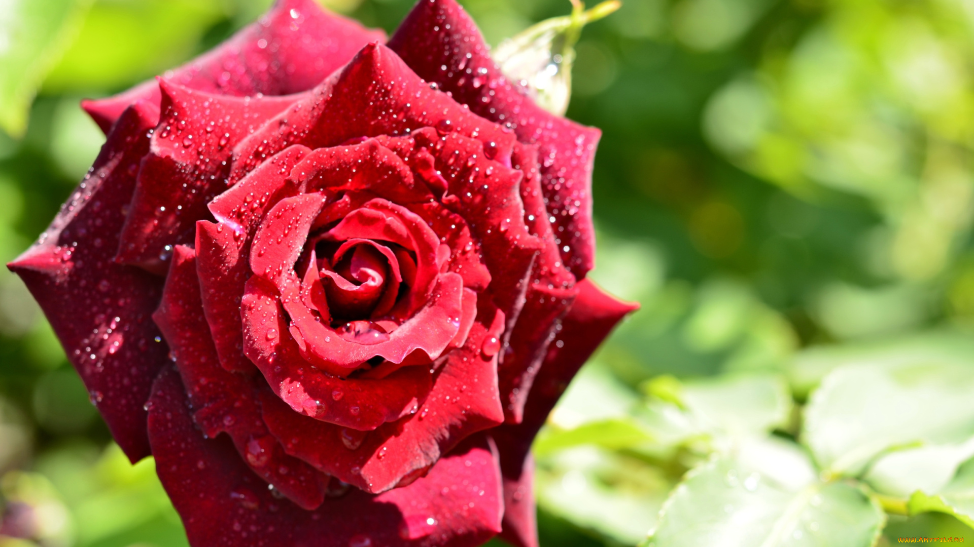 цветы, розы, красная, роза, капли