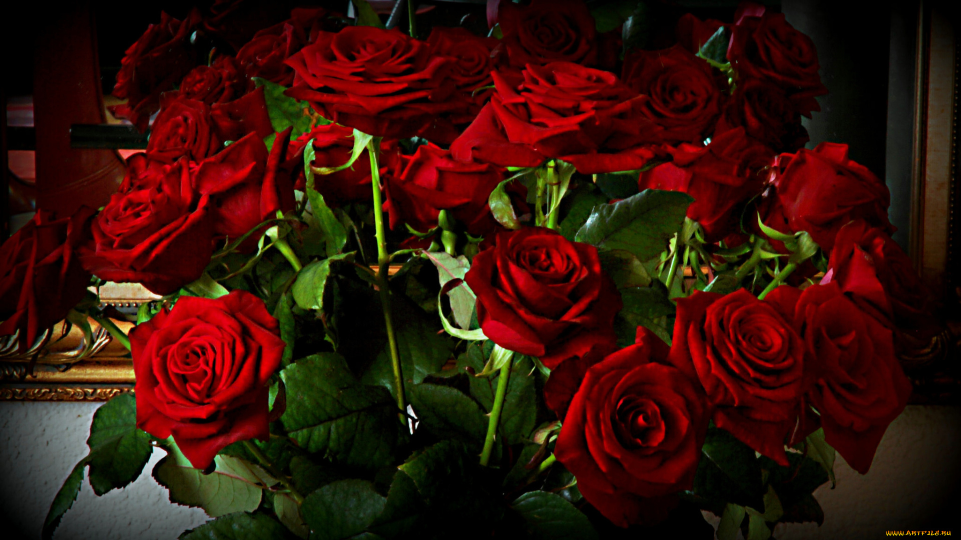 цветы, розы, красные