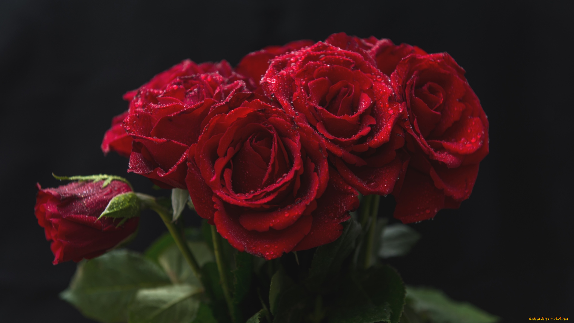 цветы, розы, красный