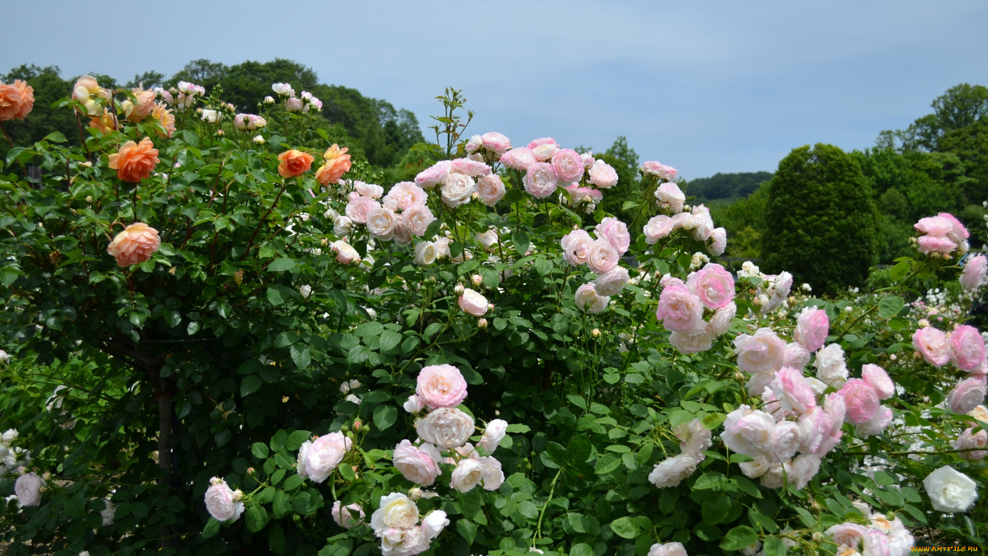 цветы, розы, кустарник
