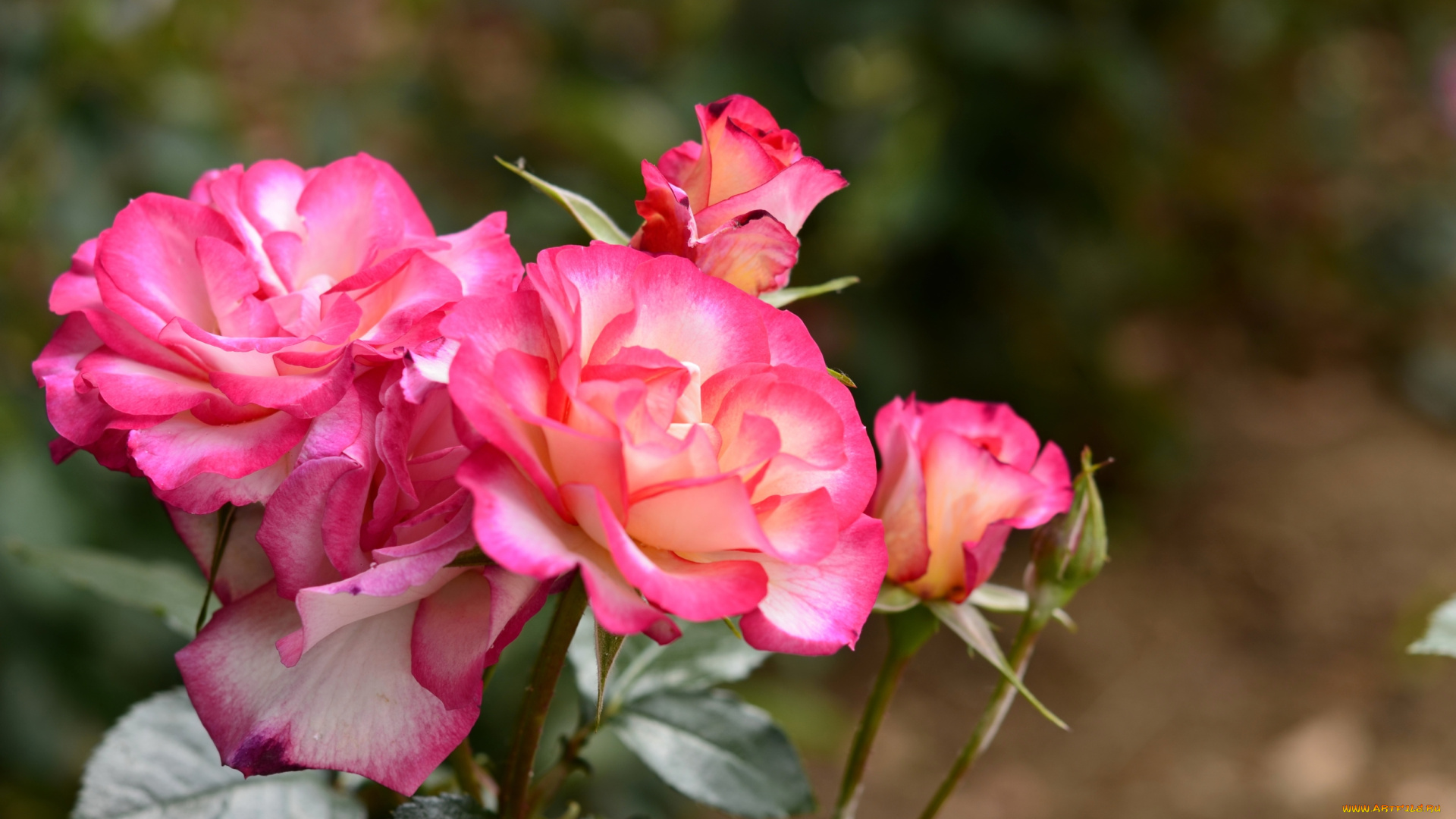 цветы, розы, роза, красная