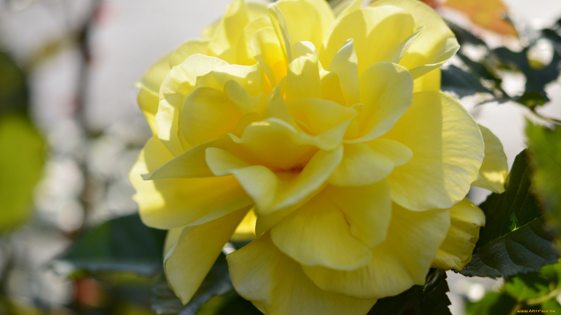 цветы, розы, роза, желтая