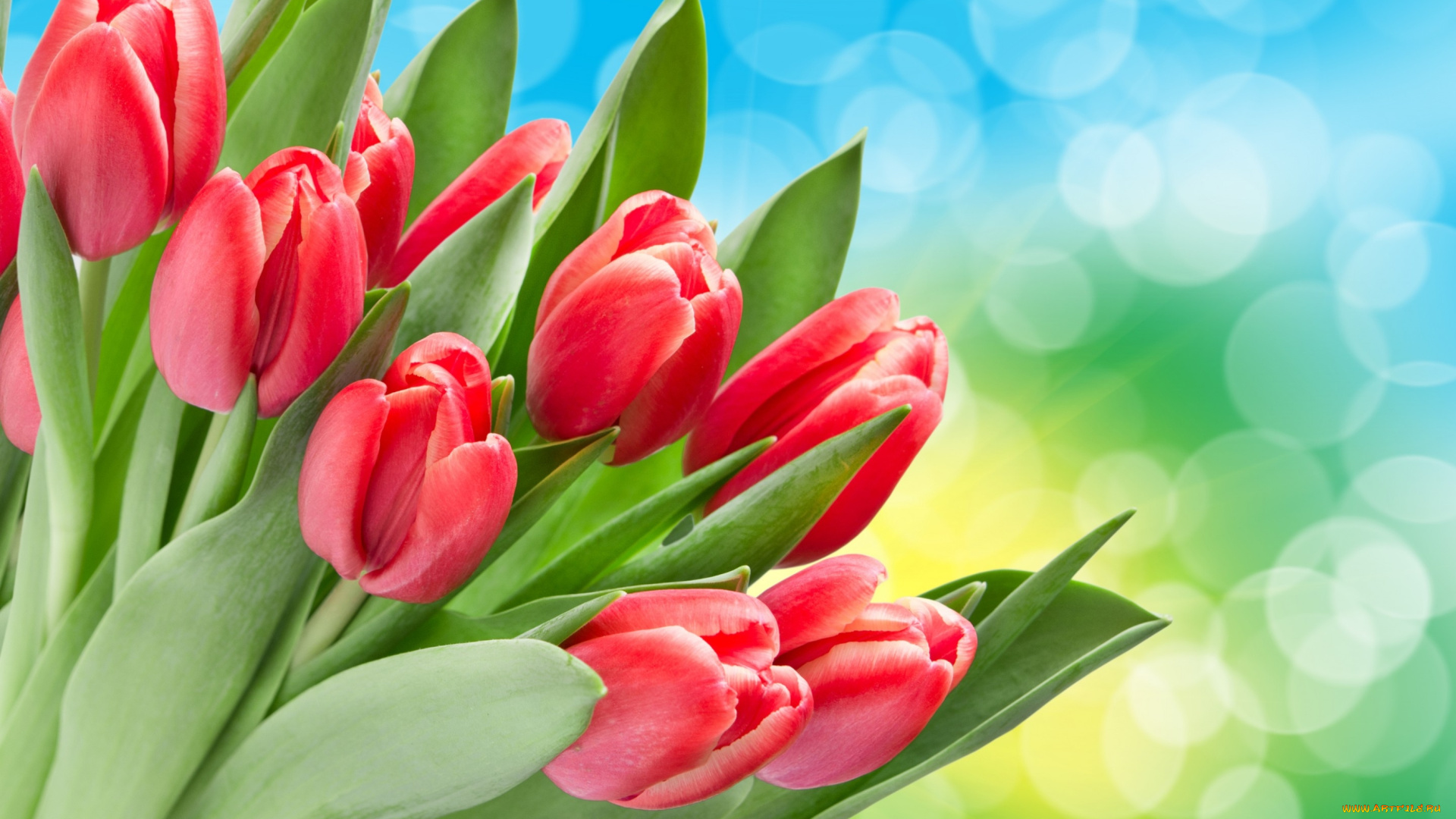 цветы, тюльпаны, красные, боке