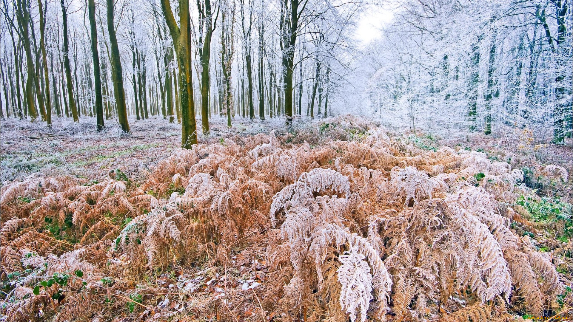 природа, лес, деревья, иней