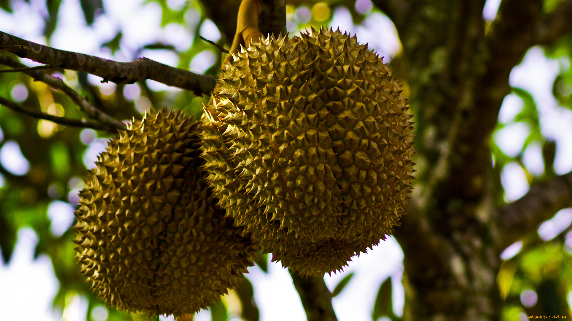 природа, плоды, ветка, дерево, дурианы