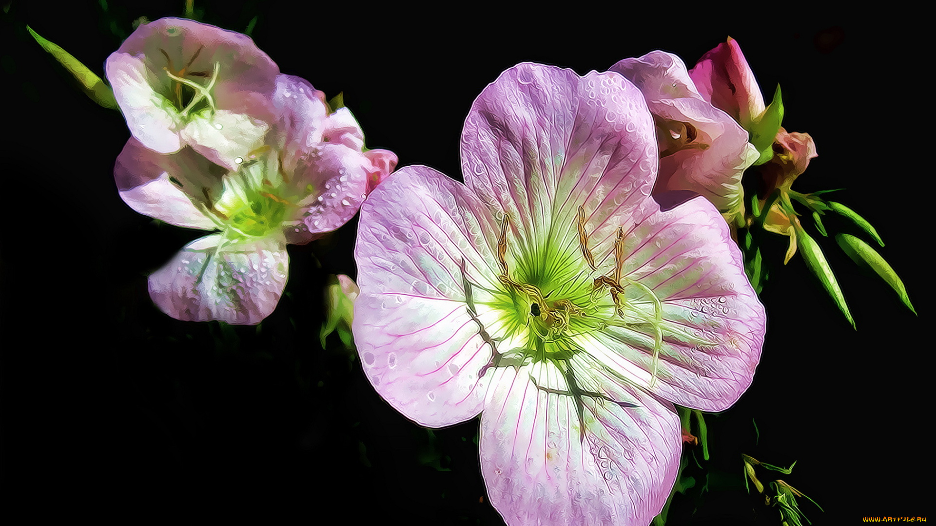 разное, компьютерный, дизайн, цветы