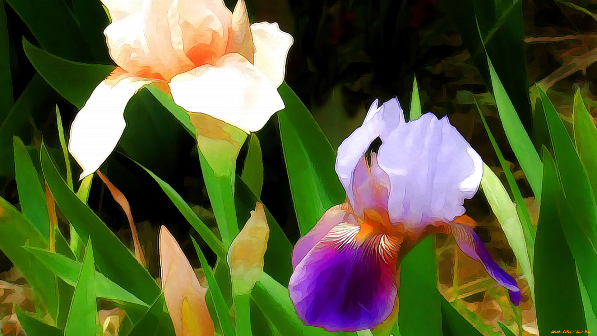 разное, компьютерный, дизайн, ирисы, цветы