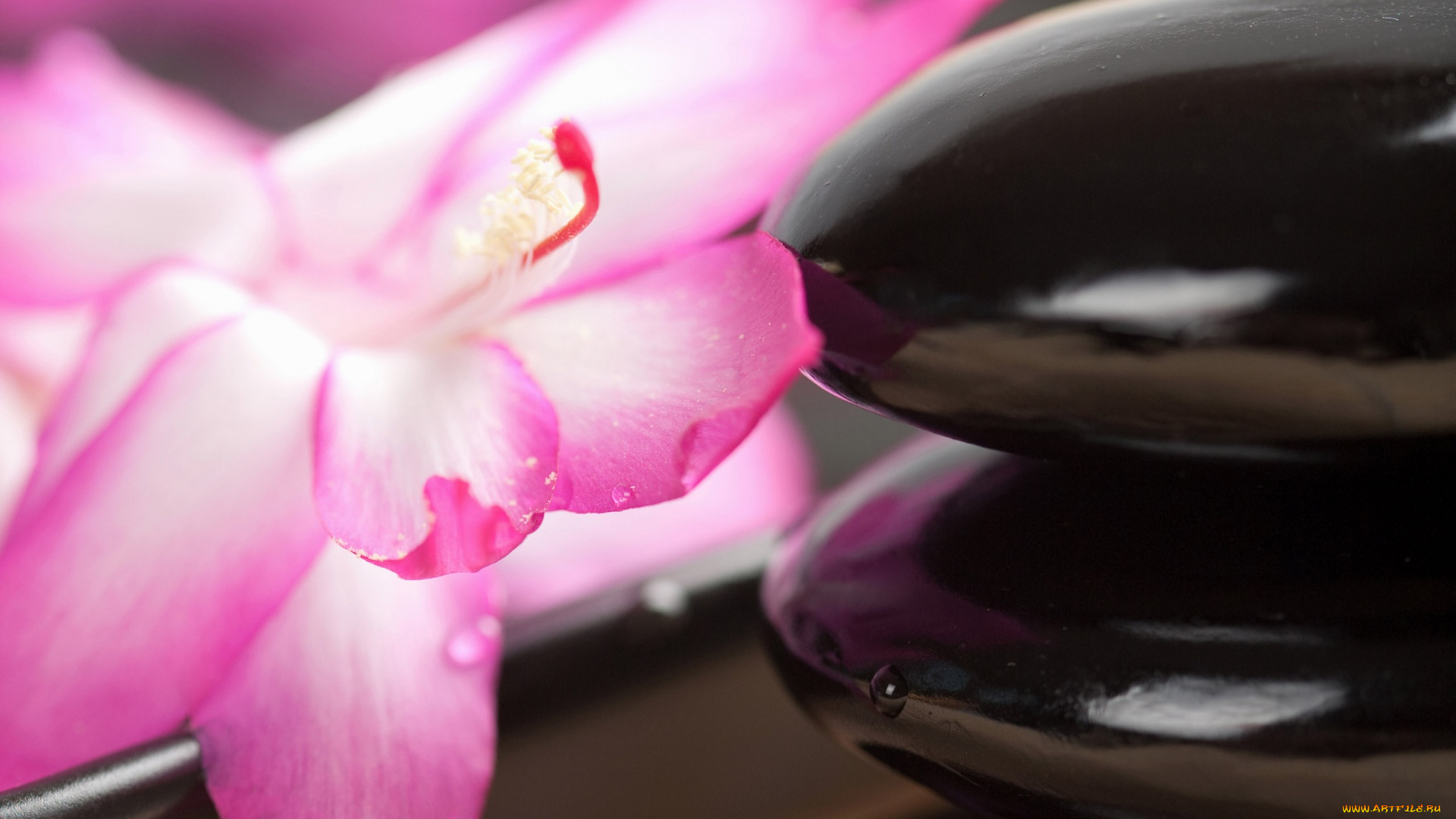 разное, ракушки, , кораллы, , декоративные, и, spa-камни, цветок, камни