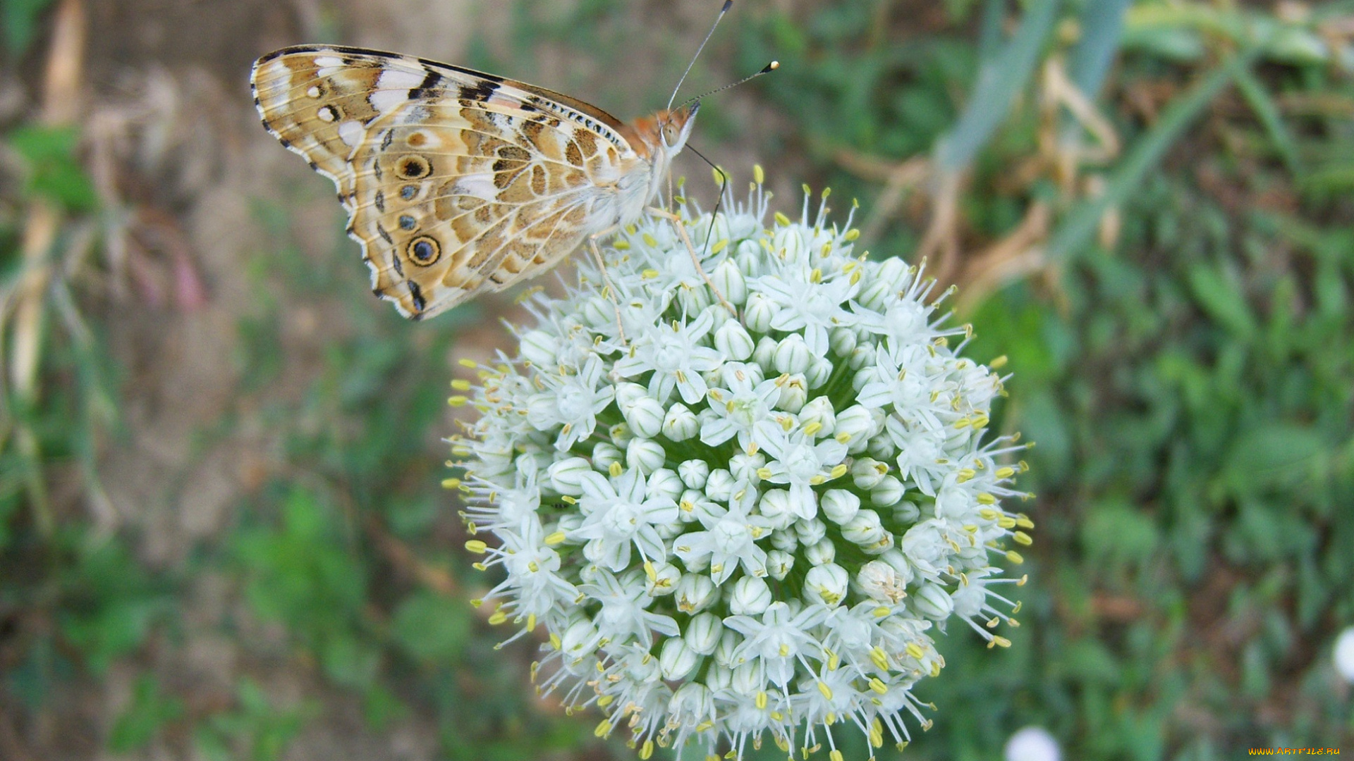 животные, бабочки, бабочка, цветущий, лук