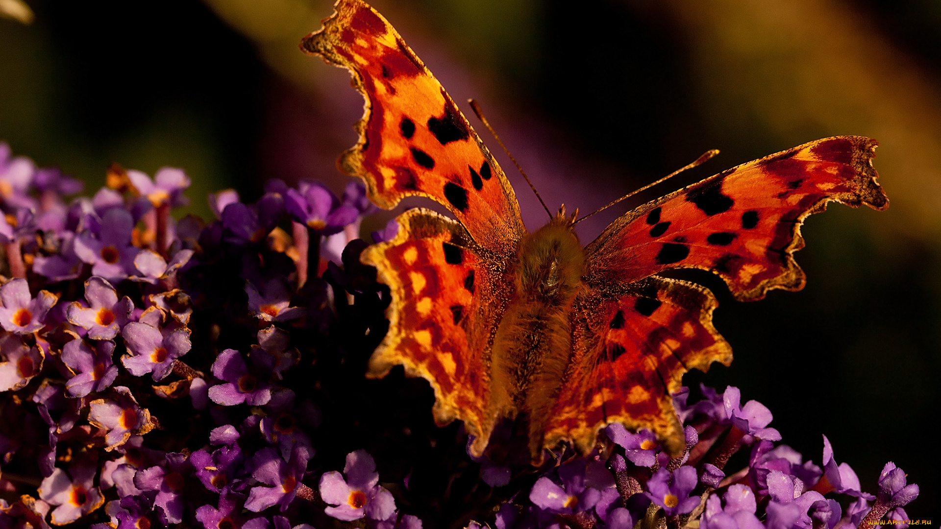 животные, бабочки, цветы, крылья