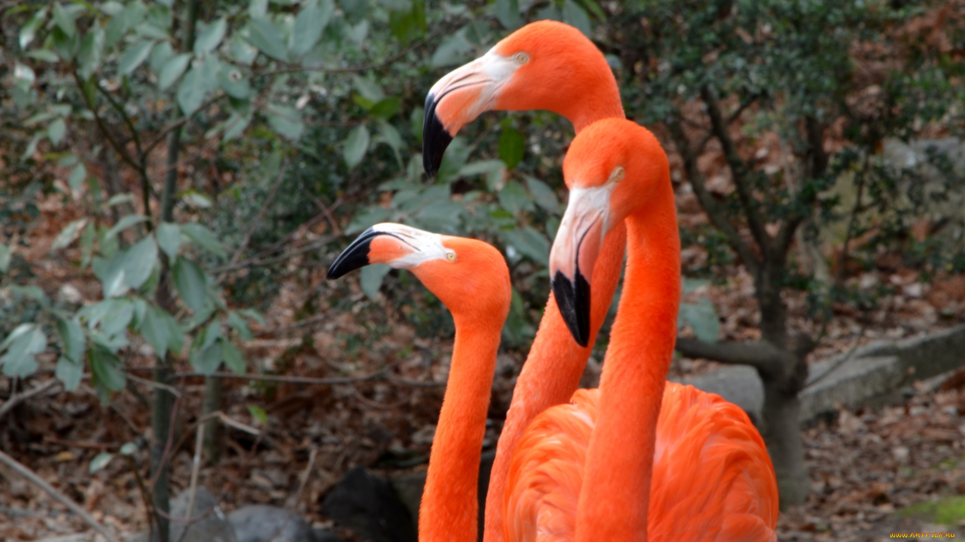 животные, фламинго, три