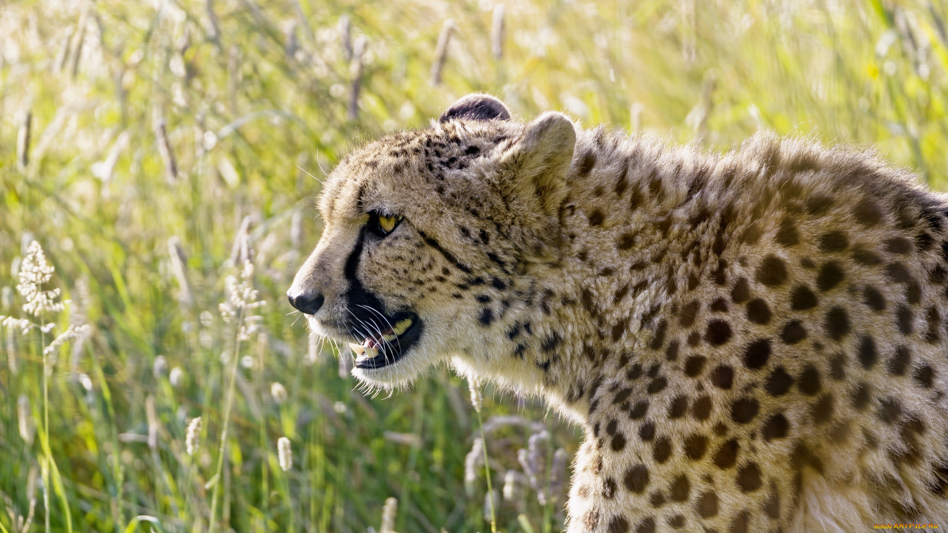 животные, гепарды, клыки, свет, трава, профиль, морда, кошка