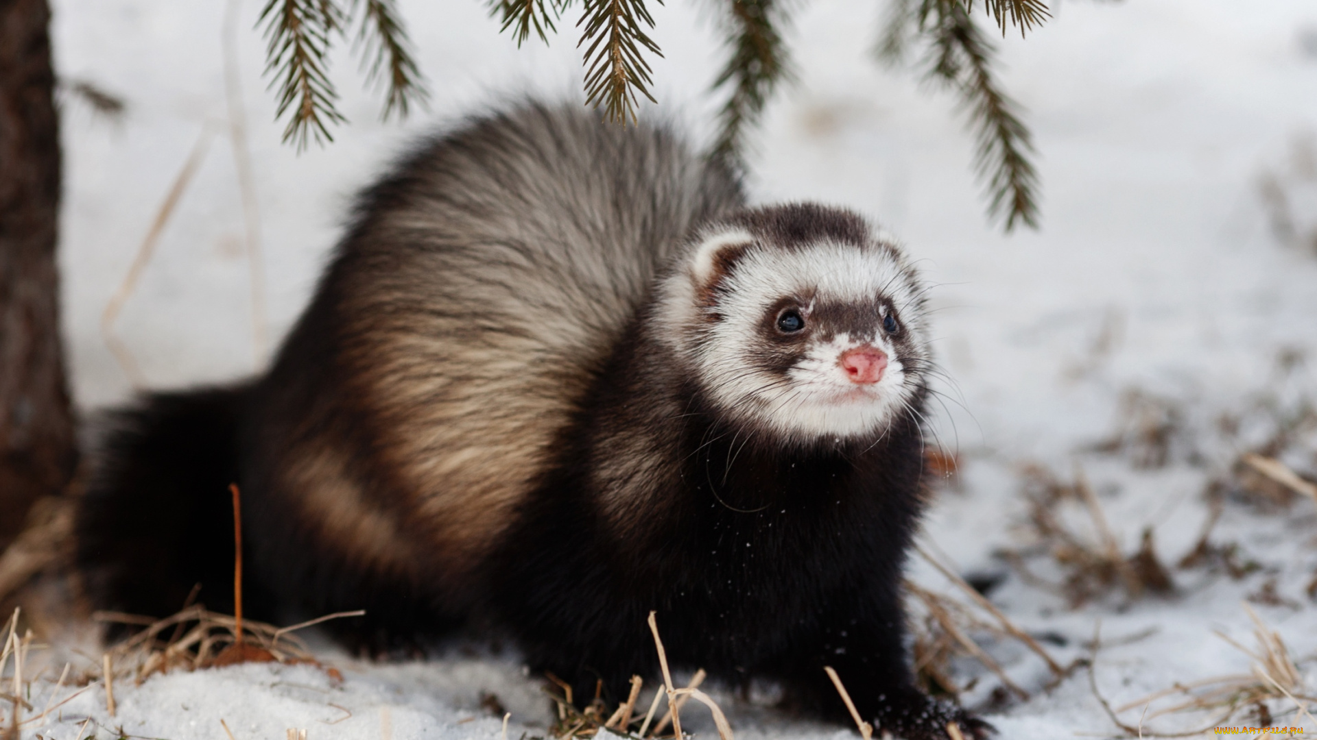 животные, хорьки, , куницы, , горностаи, , ласки, , соболи, зверек