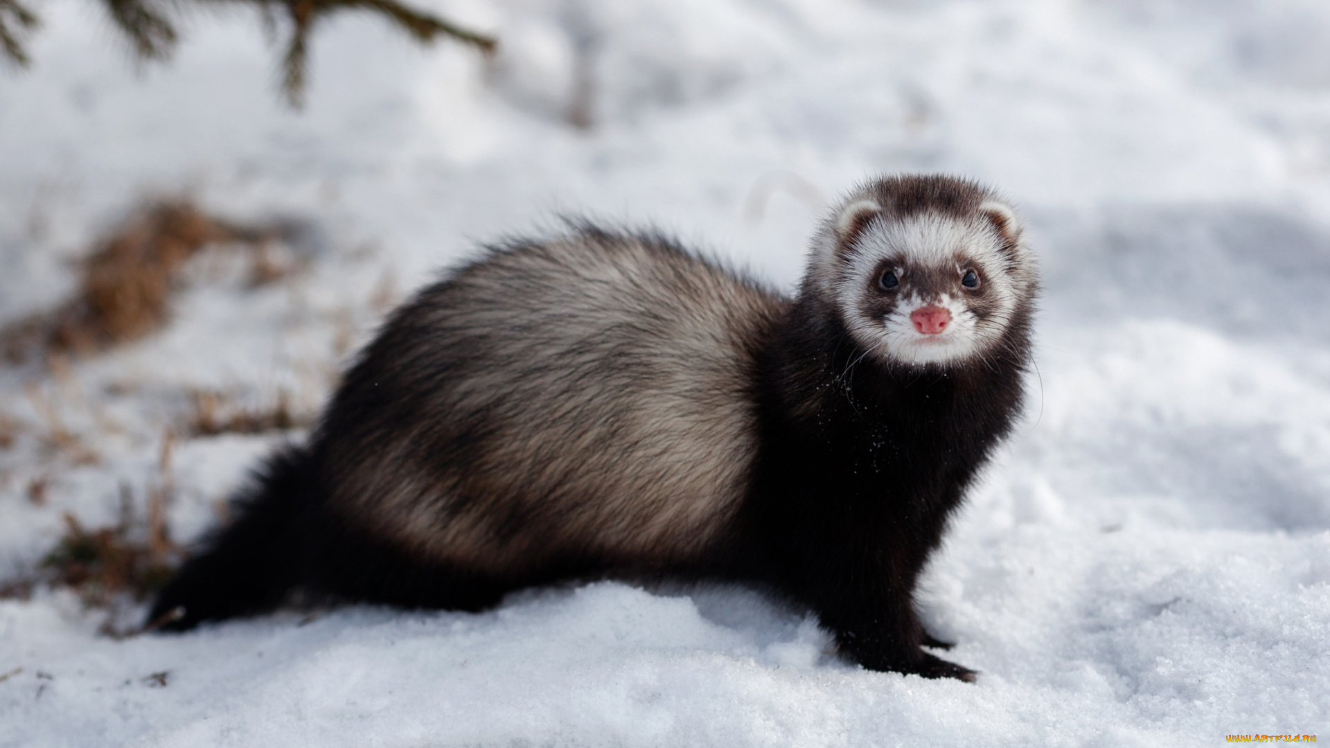 животные, хорьки, , куницы, , горностаи, , ласки, , соболи, зверек