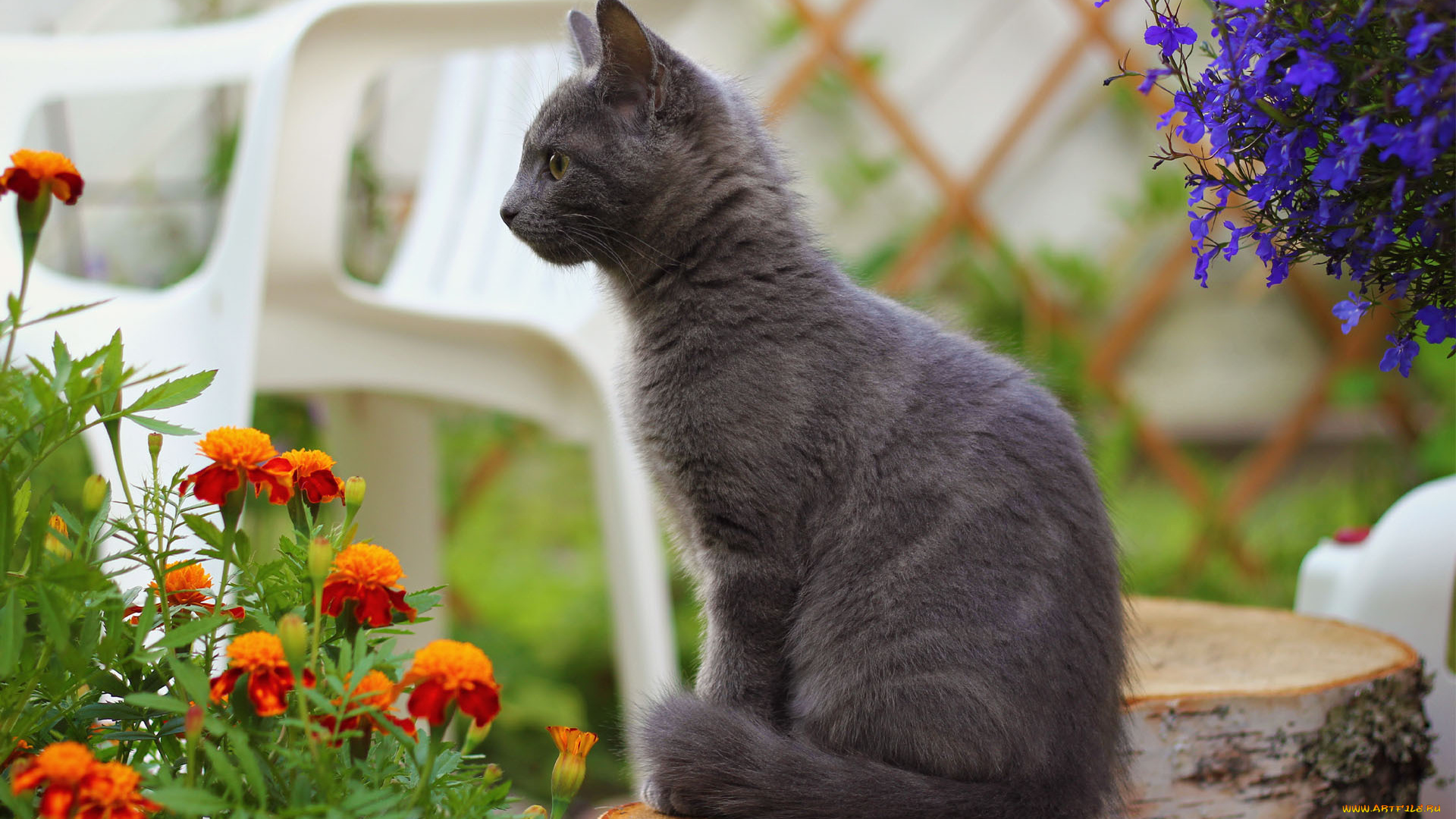животные, коты, пенек, дымчатый, кот, стул, бархатцы, цветы
