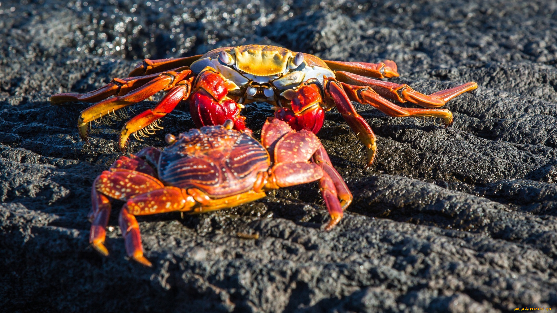 животные, крабы, , раки, пара, панцирь, клешни, камень