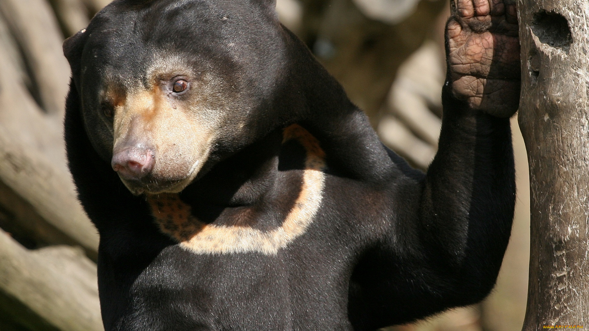 животные, медведи, дапа, медведь, морда, зверь