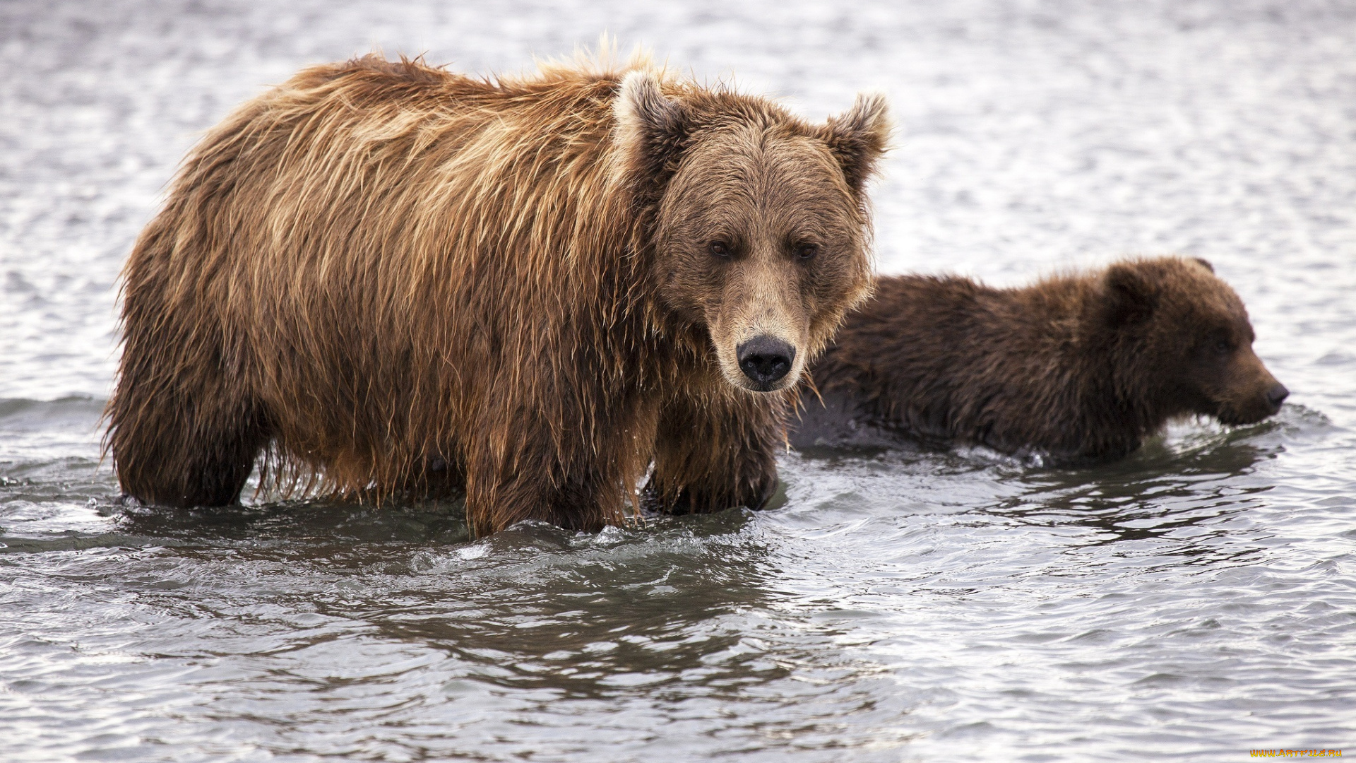 животные, медведи, детеныш, медвежонок, медведица, семья, пара, малыш, мама