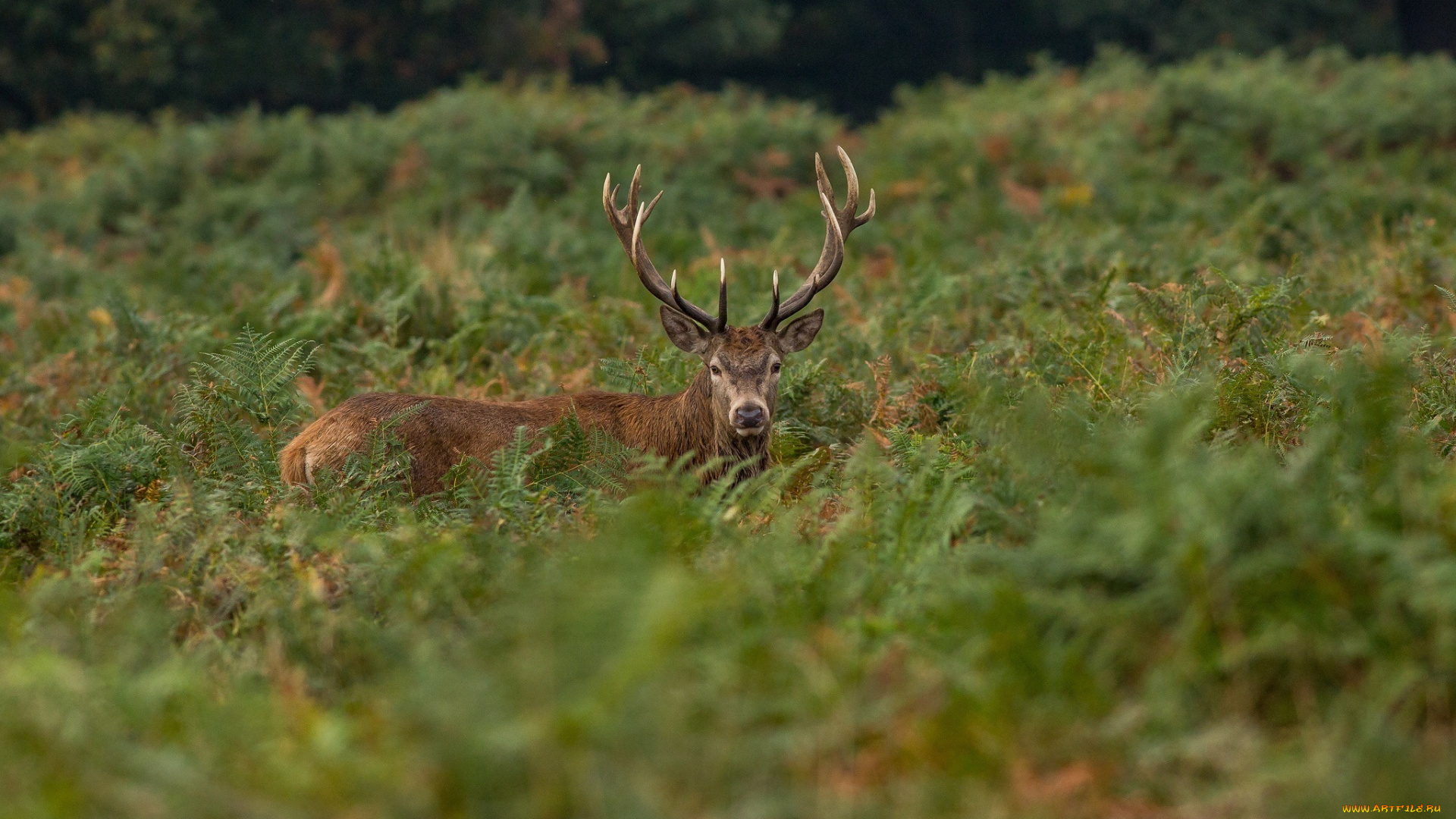 животные, олени, заросли, рога, морда