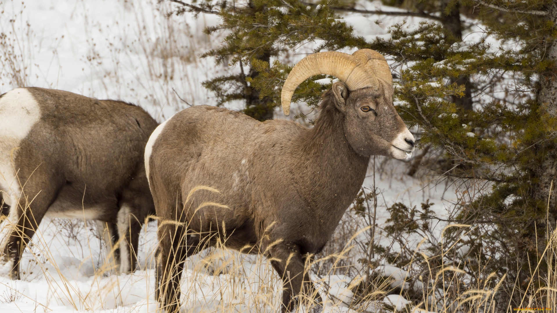животные, овцы, , бараны, рога, снег