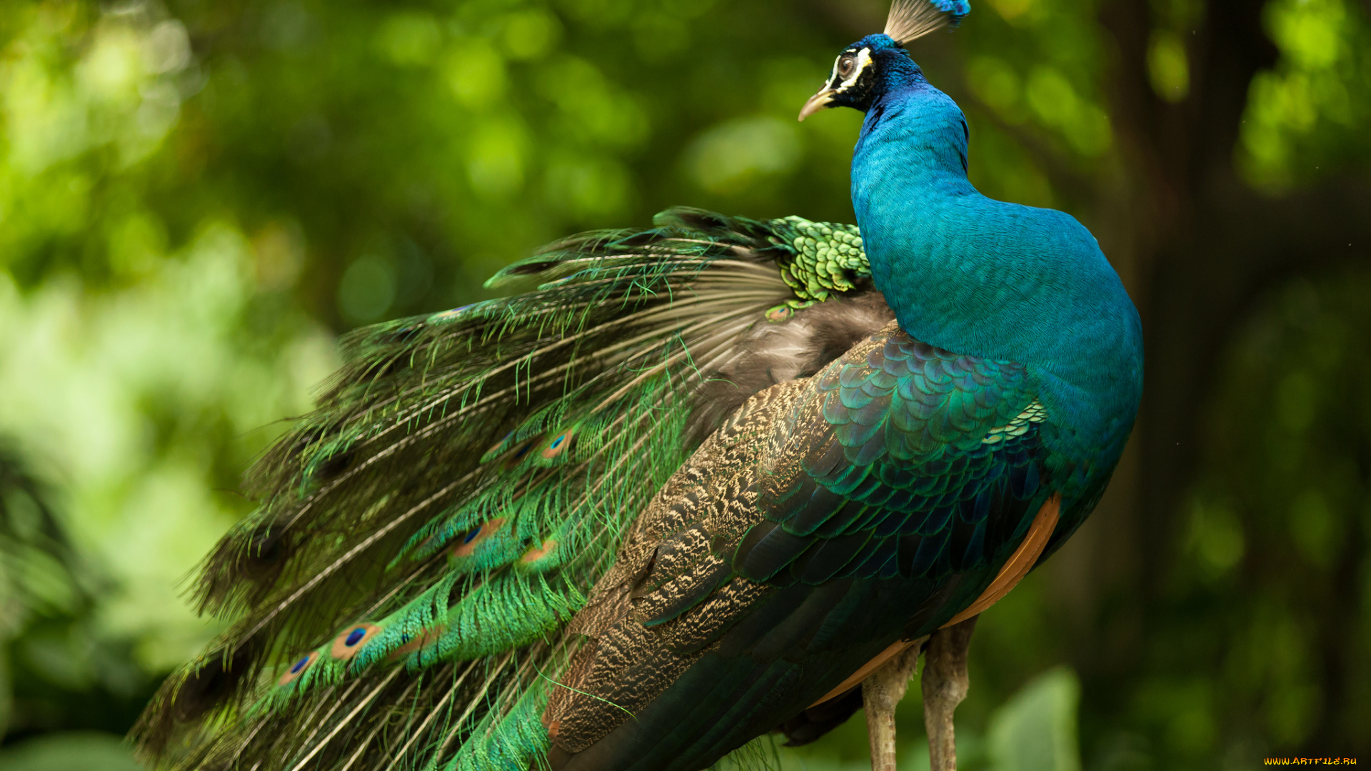 животные, павлины, павлин, оперение, краски