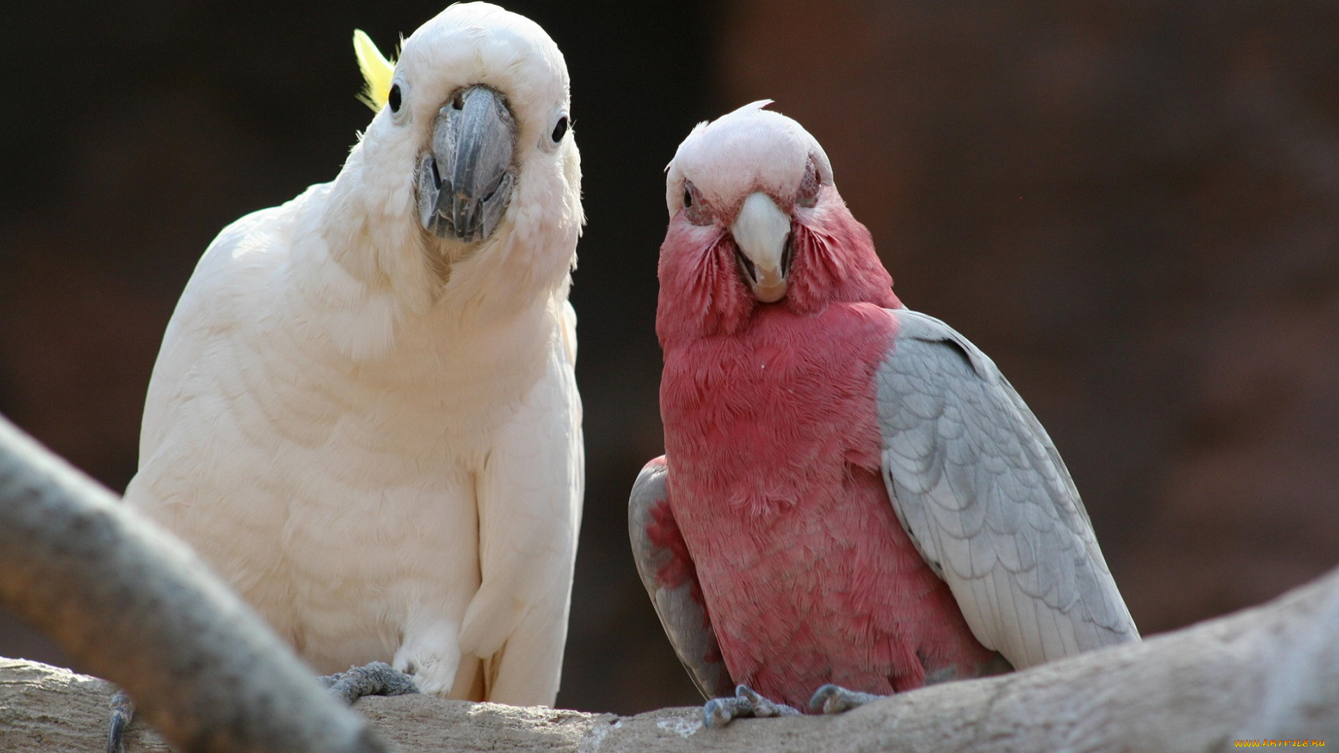 животные, попугаи, птицы, сидят, жердь