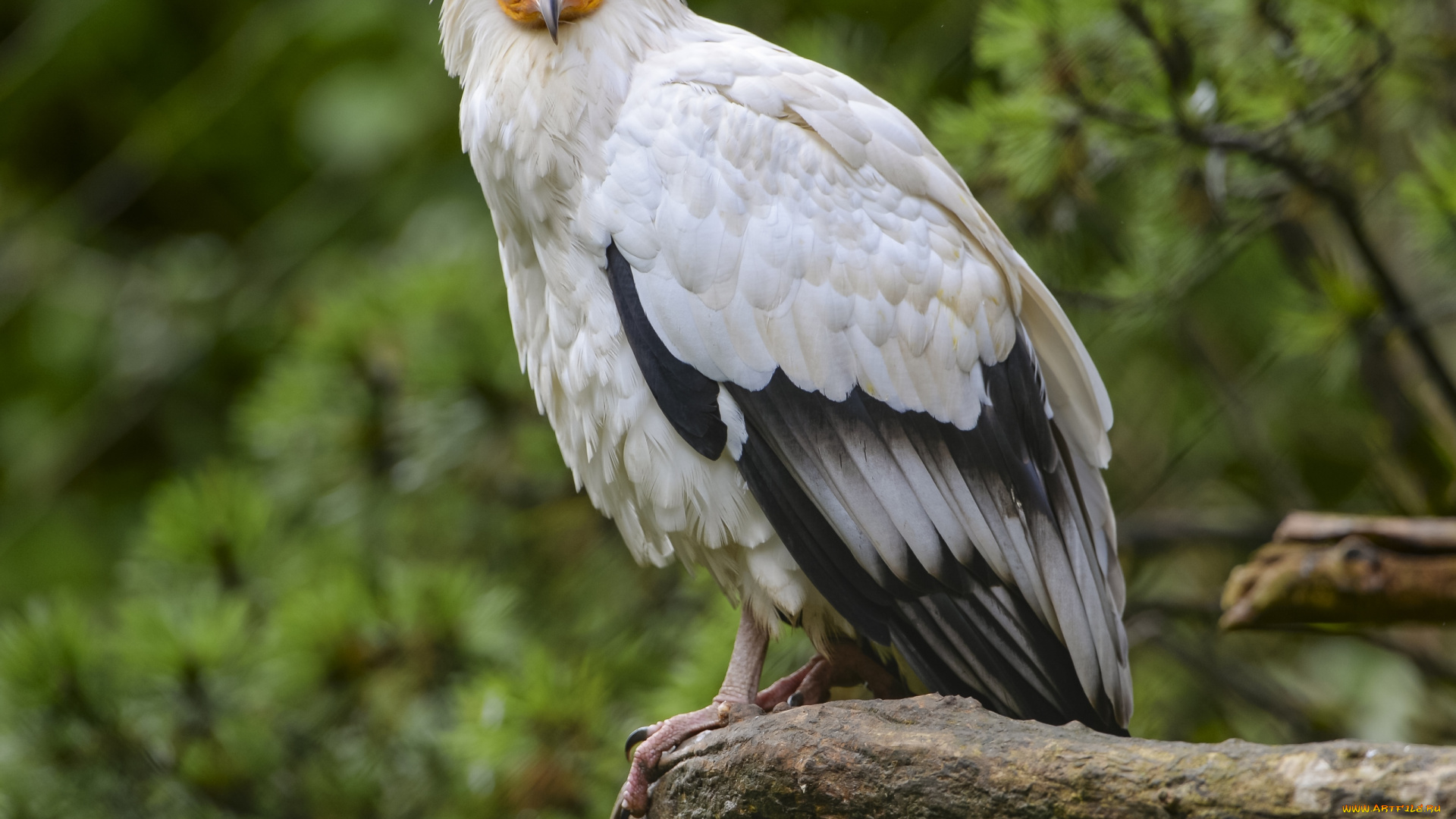 животные, птицы, -, хищники, египетский, орел