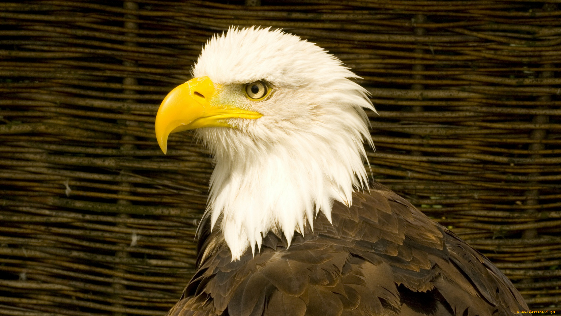 животные, птицы, -, хищники, профиль, орёл, птица, хишник, клюв