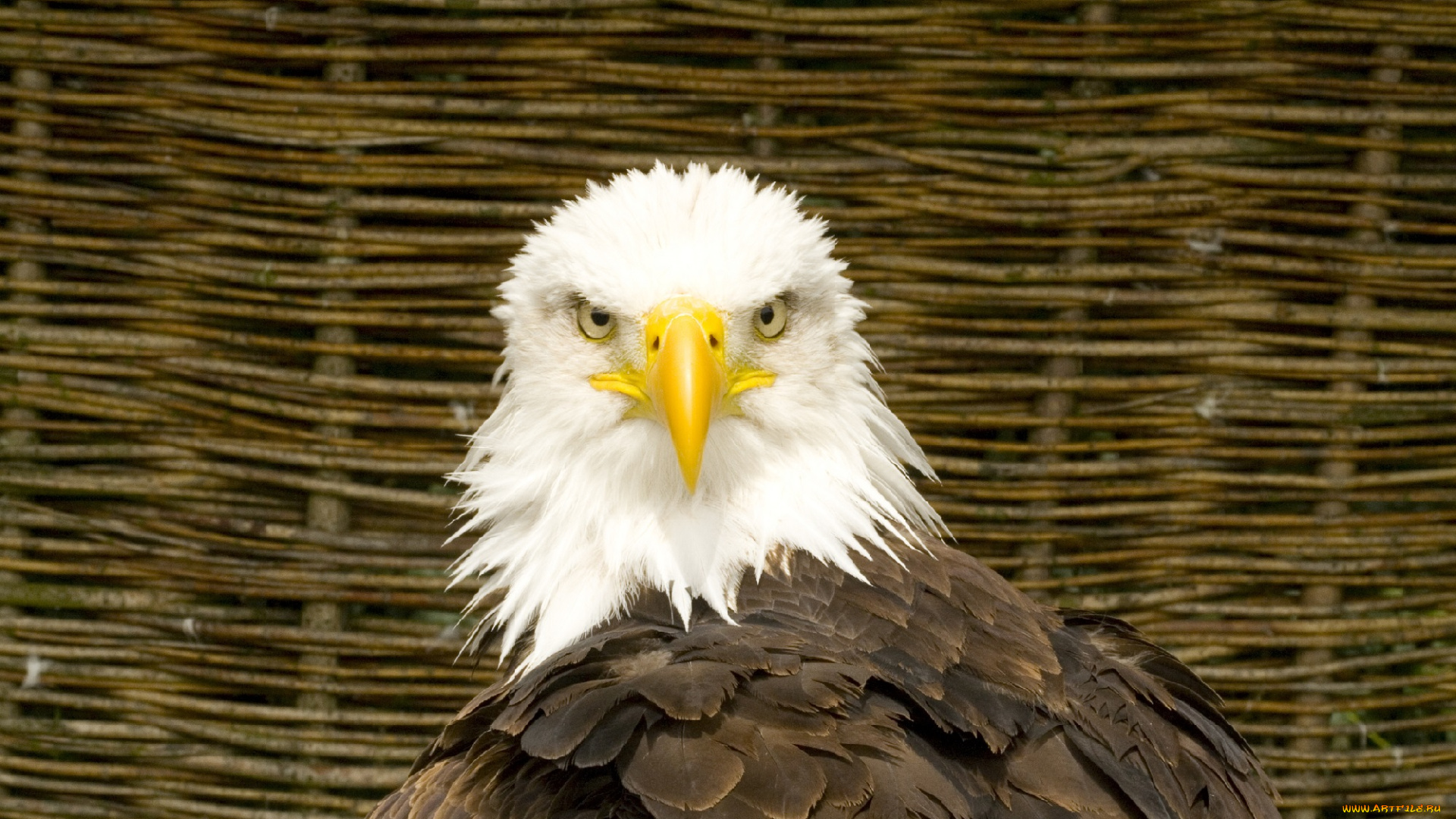 животные, птицы, -, хищники, птица, клюв, орёл, перья, хищник