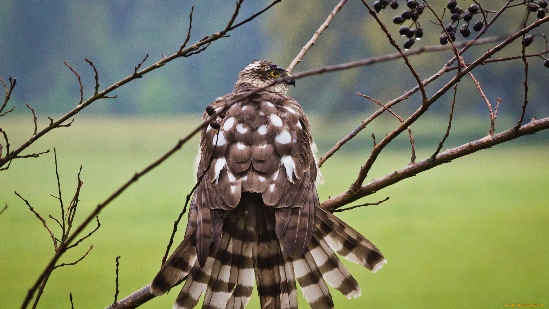 животные, птицы, -, хищники, сокол, птица, ветки