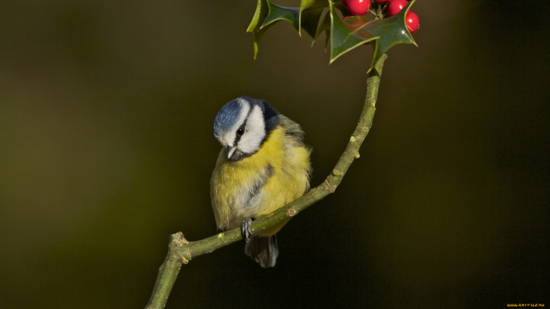 животные, птицы, птица, ветка, ягоды