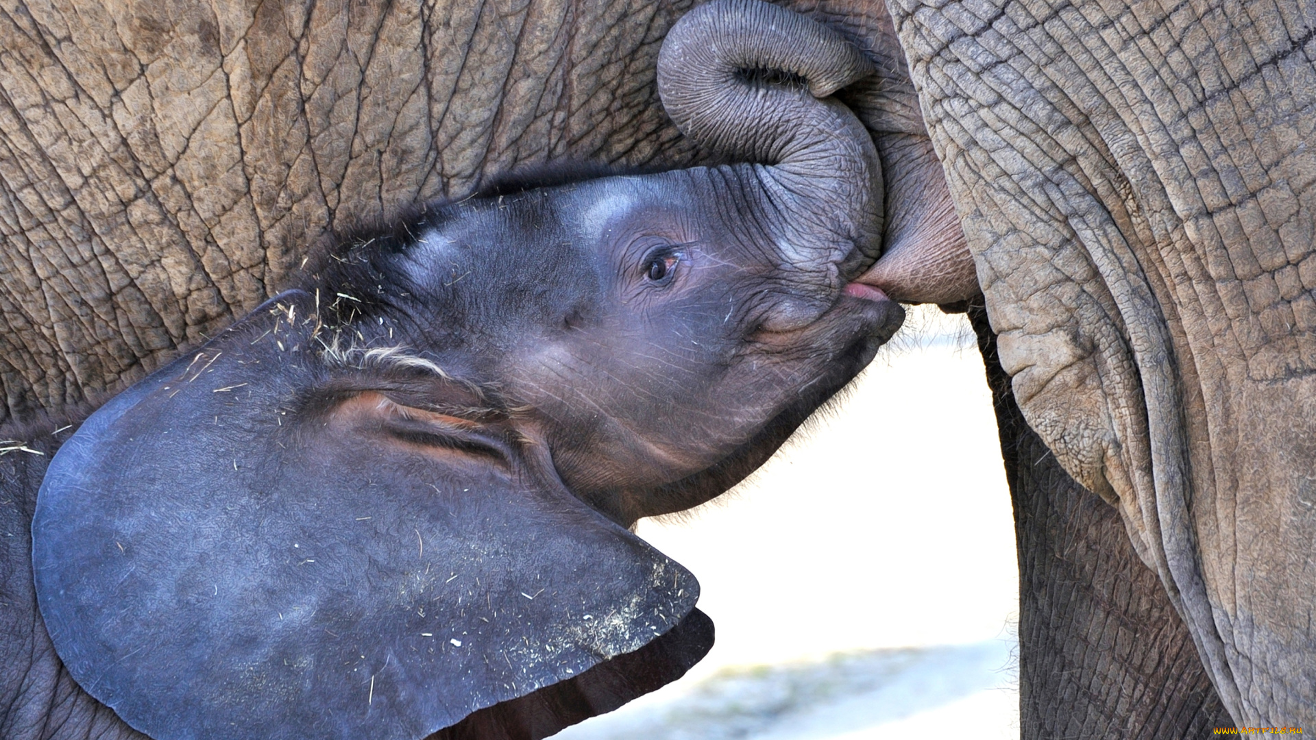 животные, слоны, еда, слоненок