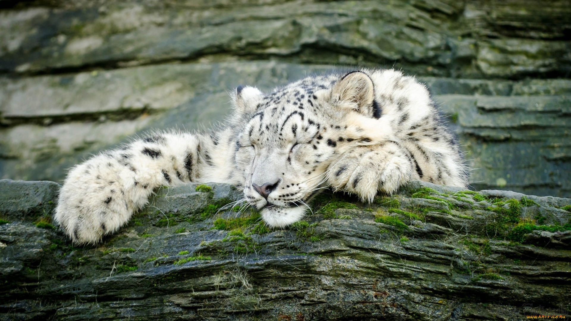 животные, снежный, барс, , ирбис, мох, скалы, отдых, сон, морда, лапы, подросток, кошка