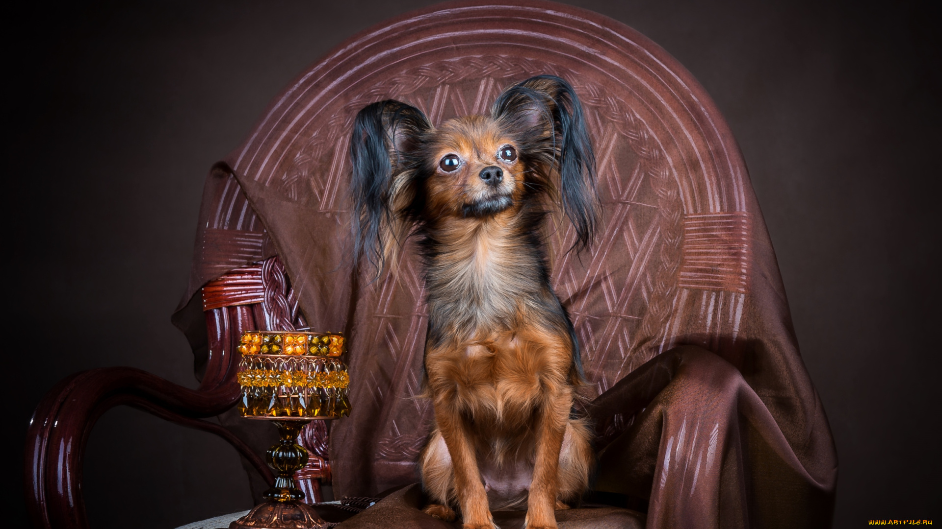 животные, собаки, чихуахуа