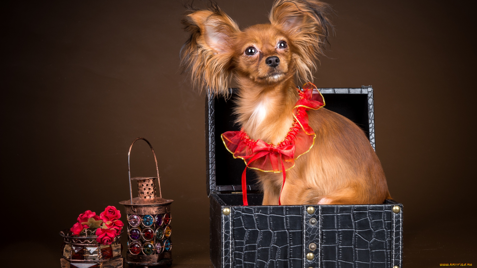 животные, собаки, чихуахуа