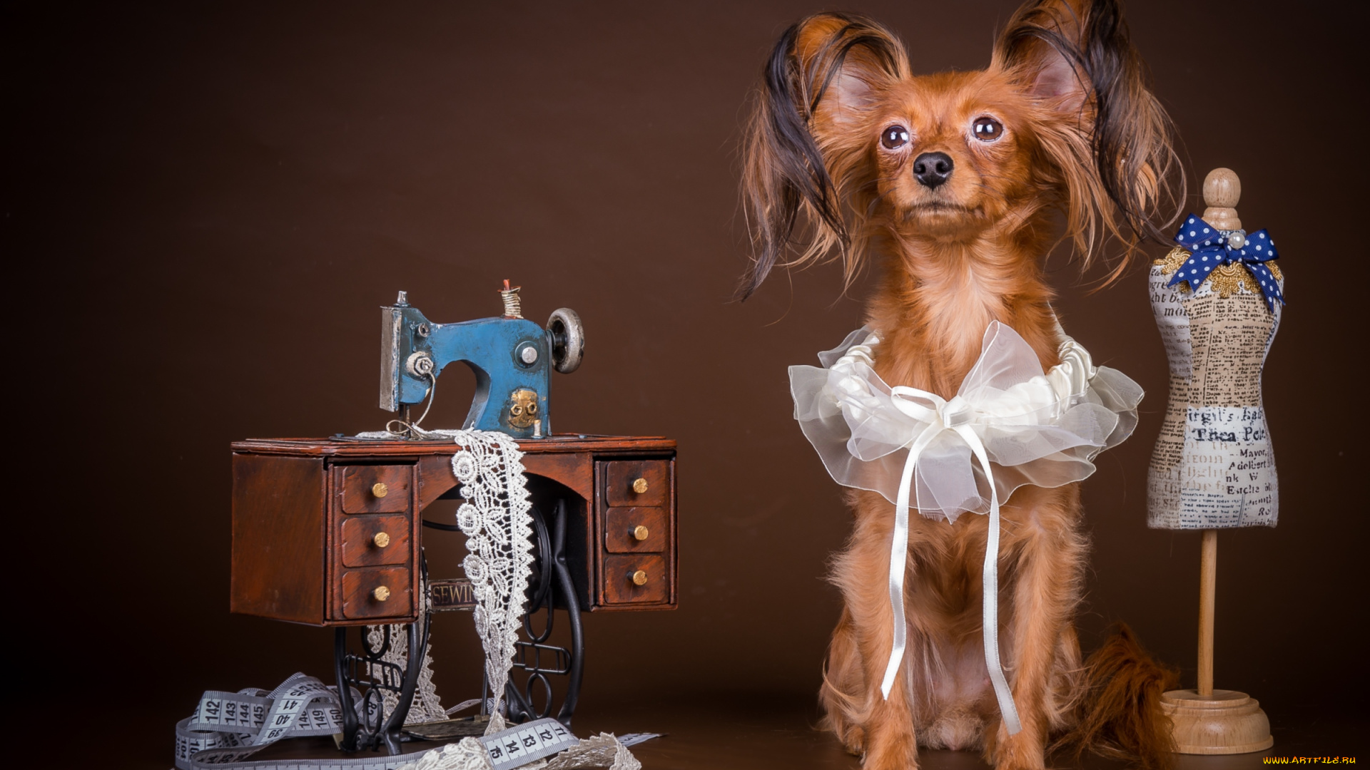 животные, собаки, чихуахуа