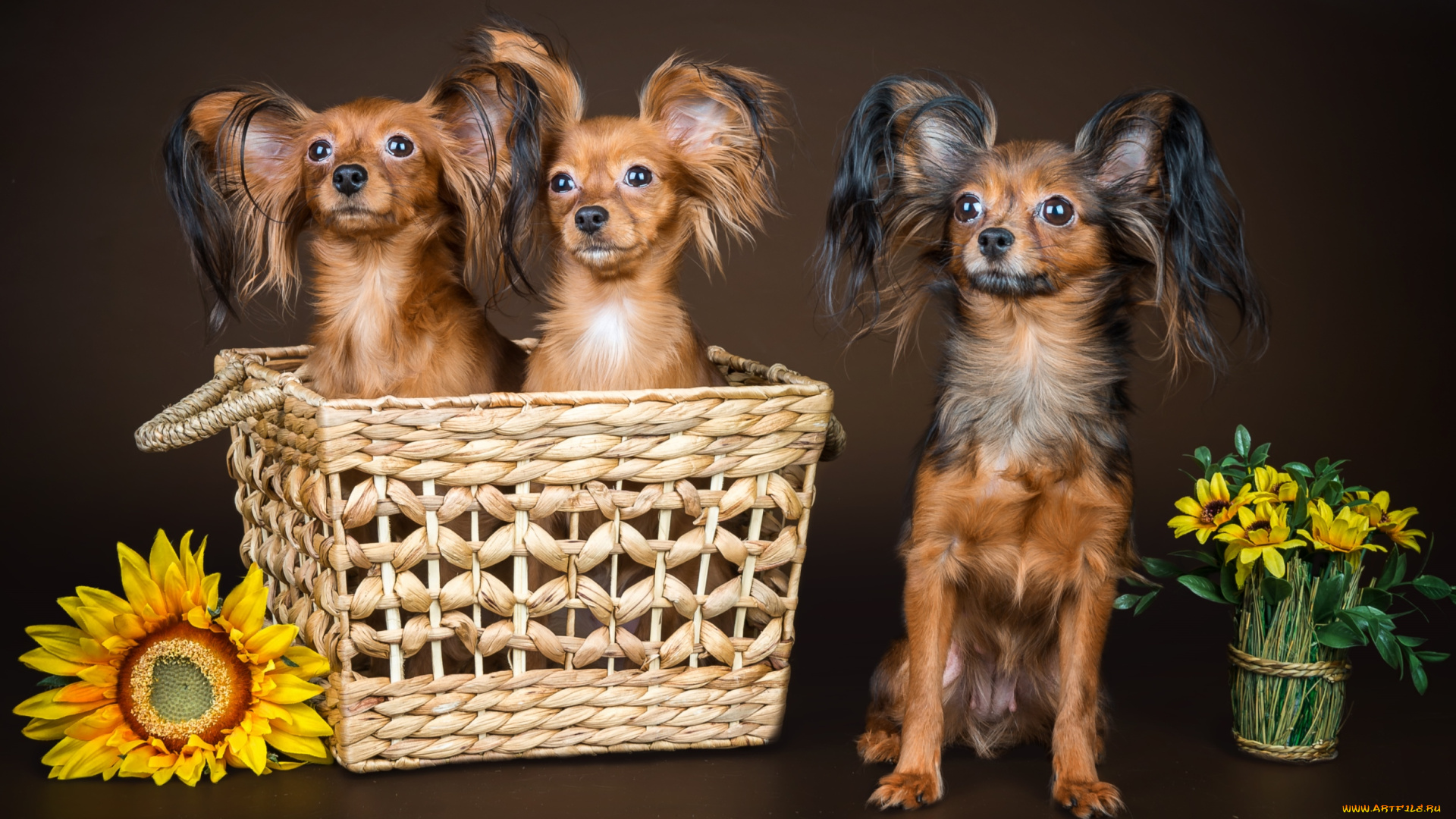 животные, собаки, чихуахуа