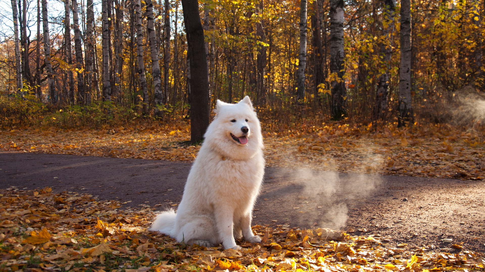 животные, собаки, dogs, nature, parks, atumn
